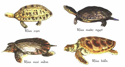 Rùa “nước” khác rùa “cạn” như thế nào. Bách Khoa Tri Thức